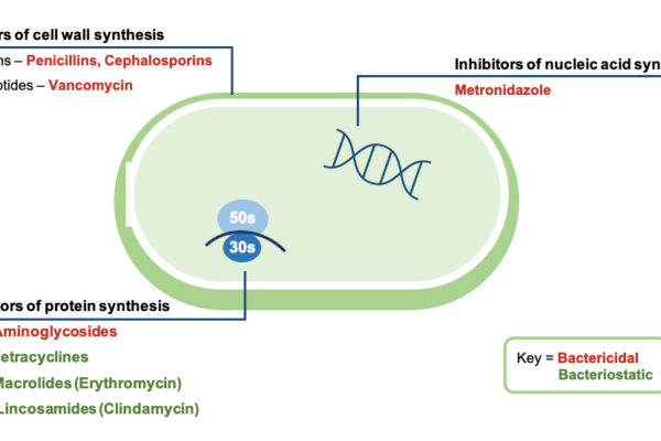 antibiotics