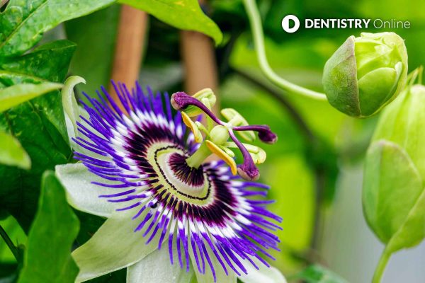 blue crown dental named after the blue crown passionflower